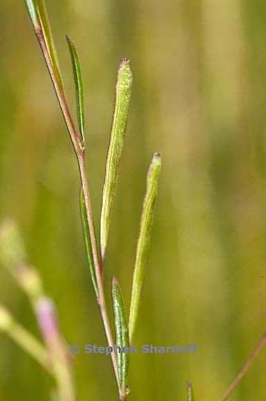 gayophytum racemosum 7 graphic